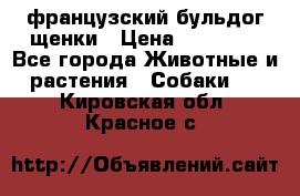 французский бульдог щенки › Цена ­ 50 000 - Все города Животные и растения » Собаки   . Кировская обл.,Красное с.